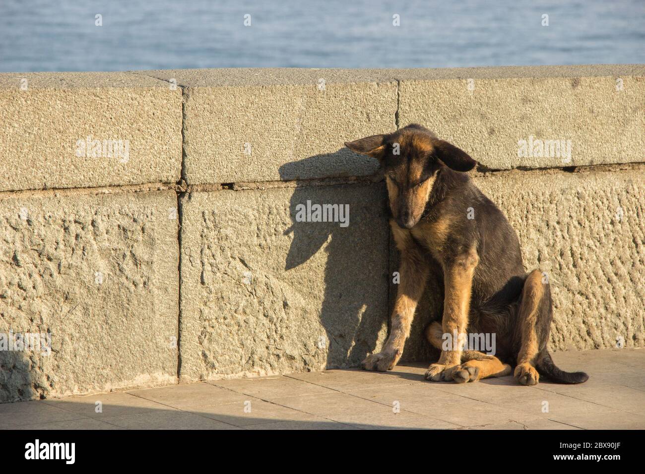 Un triste perro callejero es de color marrón sucio sentado solo con la  cabeza en la orilla del mar en el verano Fotografía de stock - Alamy