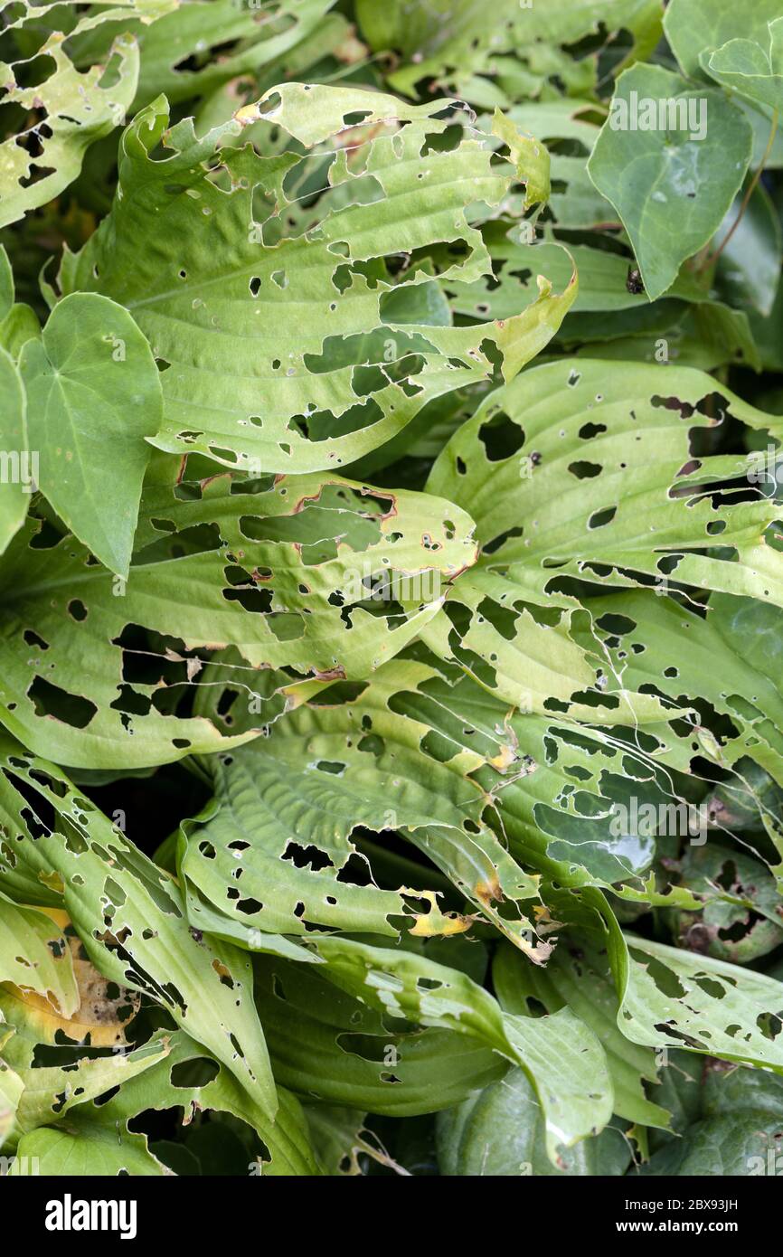 Plagas de jardín, hojas desenvejecidas por caracoles o babosas, hostas Foto de stock