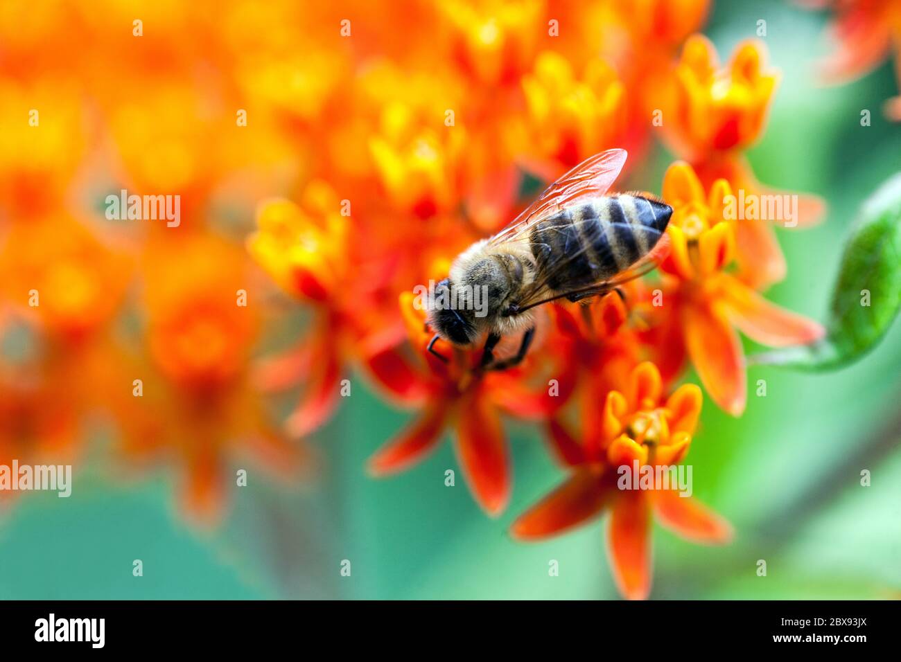 Abeja en flor, primer plano abeja recolectando néctar en Mariposa Asclepias tuberosa Foto de stock