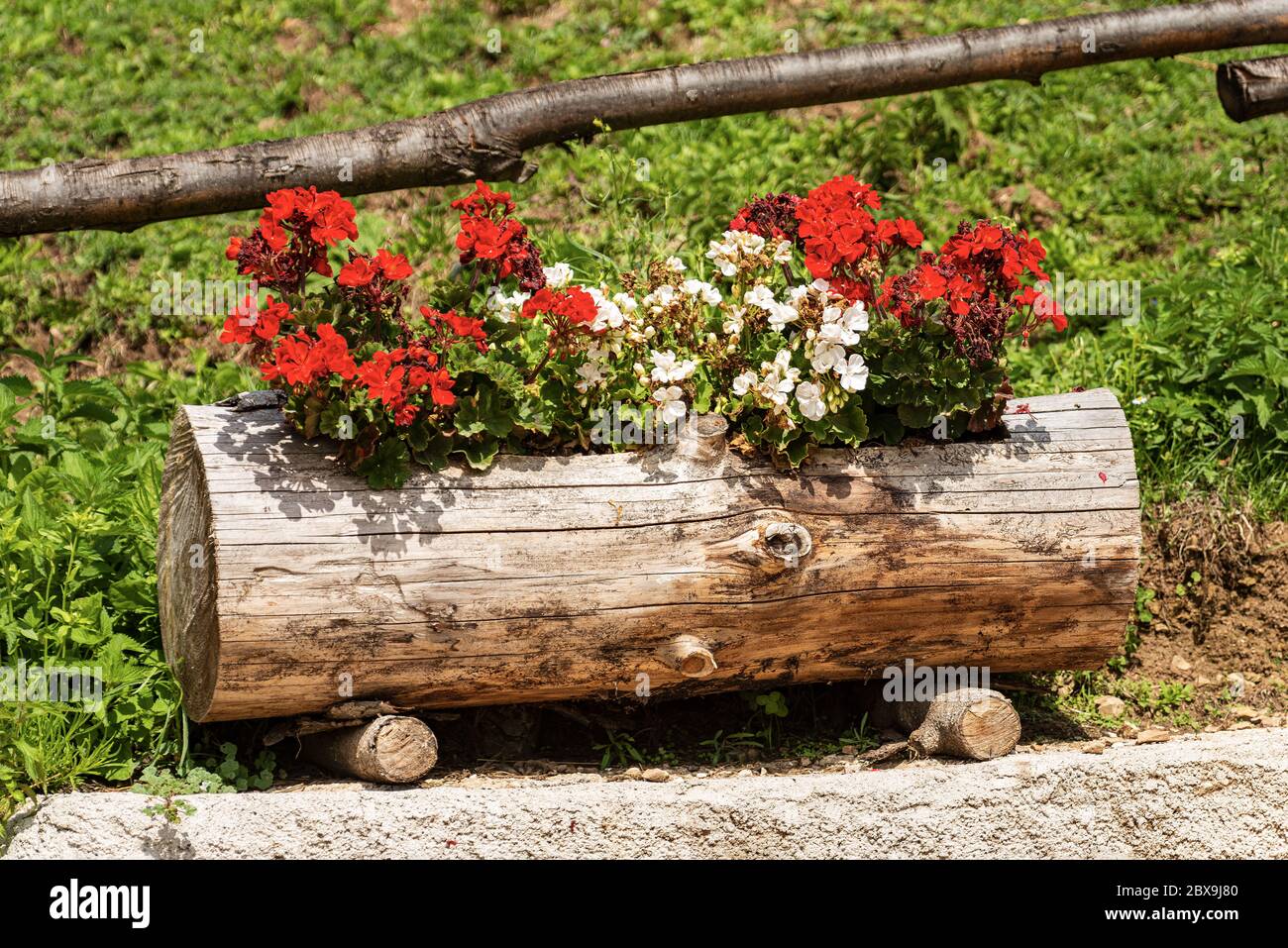 Trunk flower pot fotografías e imágenes de alta resolución - Alamy