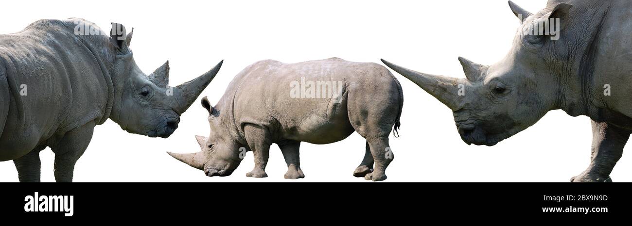 Rinoceronte blanco aislado sobre fondo blanco, colección de tres fotos Foto de stock