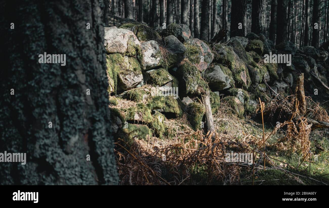 Bosques escoceses Foto de stock
