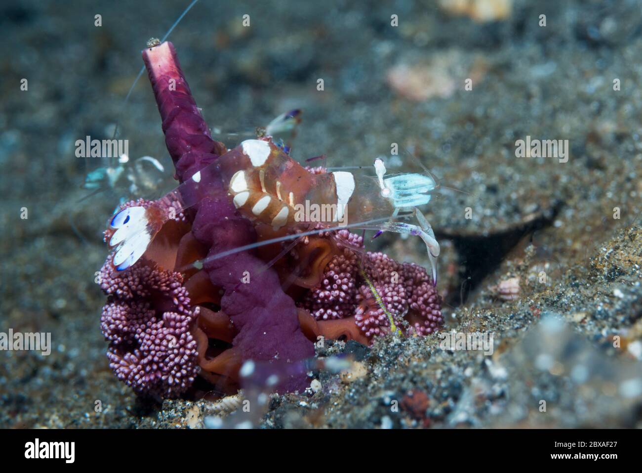 Magnífico camarón [Ancylomenes magnificus] en un seapen parcialmente enterrado. Estrecho de Lembeh, Sulawesi del Norte, Indonesia. Foto de stock
