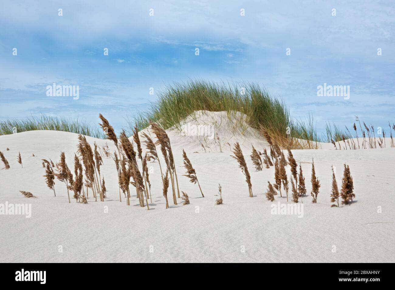 Hierba de campo enterrada en arena a la deriva en las dunas Foto de stock