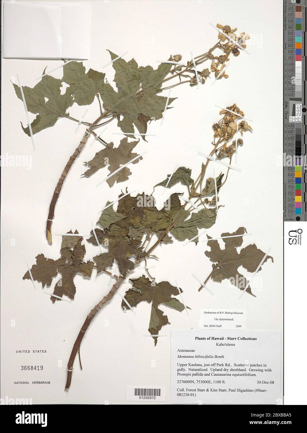 Montanoa hibiscifolia Benth Montanoa hibiscifolia Benth. Foto de stock