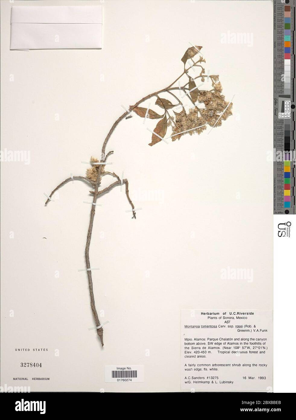 Montanoa tomentosa subsp rosei Cerv Montanoa tomentosa subsp rosei Cerv. Foto de stock
