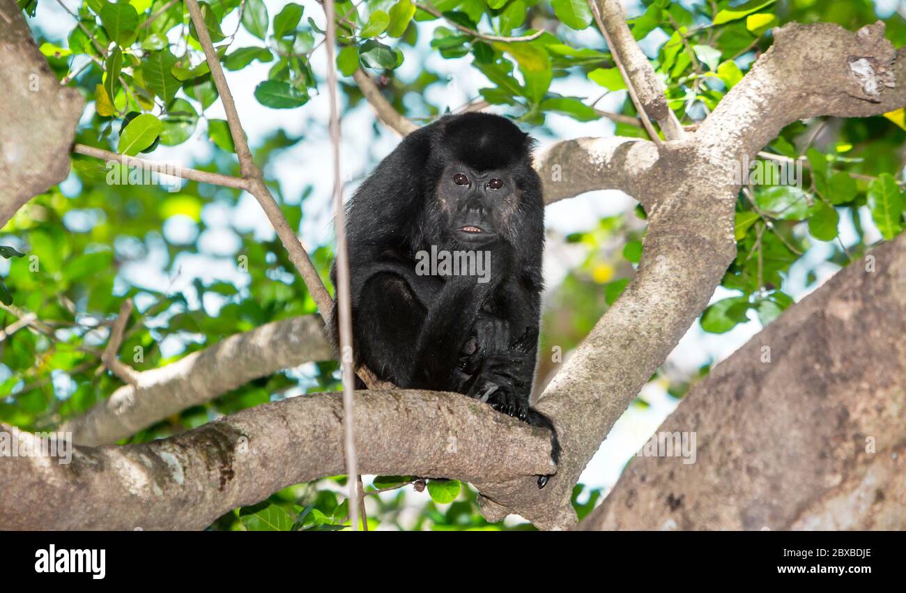 Mono aullador; Alouatta, Costa Rica, nativo de América del Sur y Central, monos del Nuevo Mundo Foto de stock