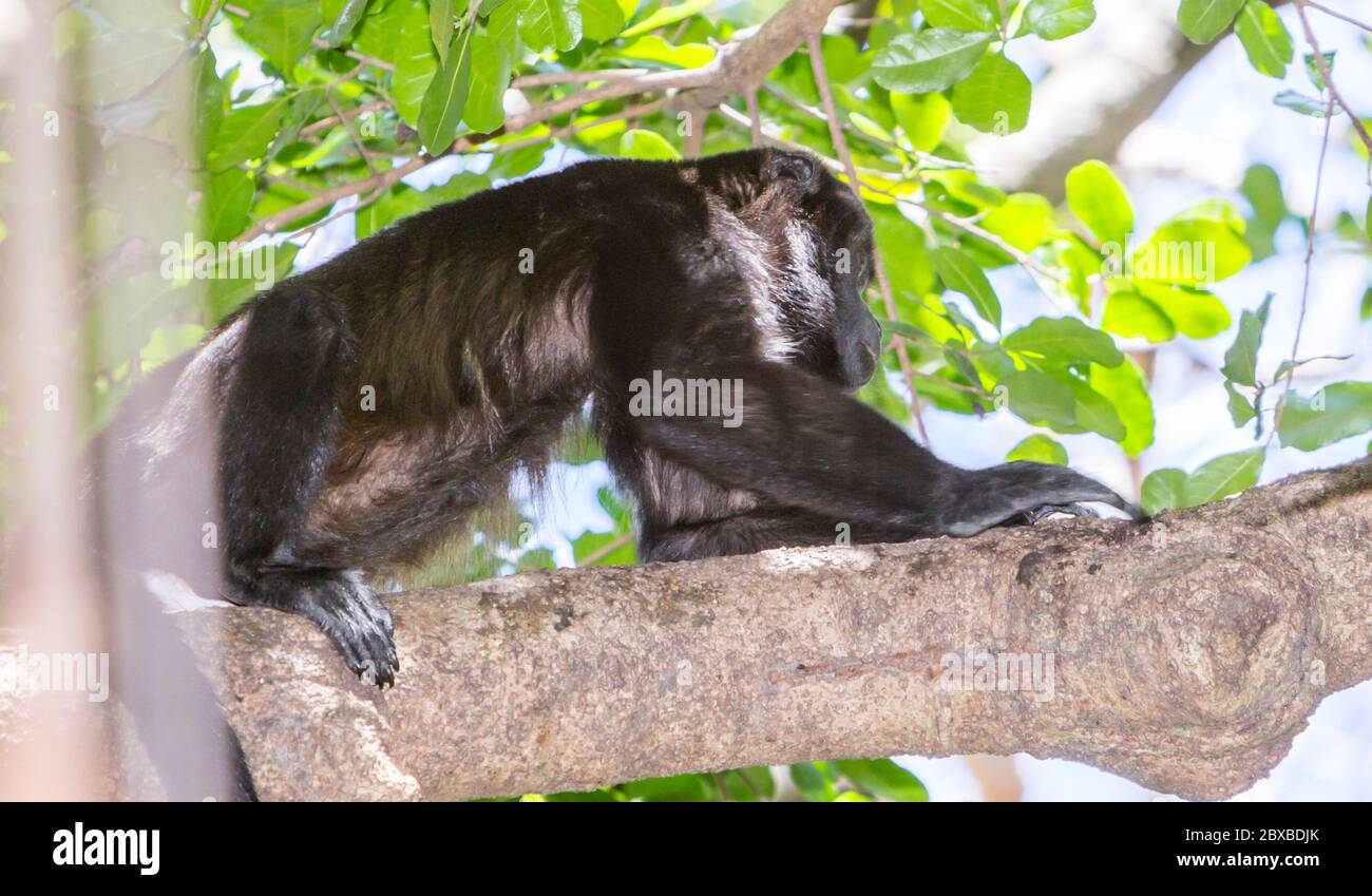Mono aullador; Alouatta, Costa Rica, nativo de América del Sur y Central, monos del Nuevo Mundo Foto de stock