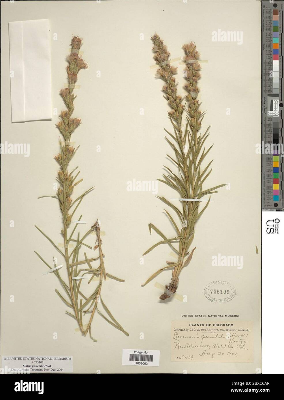 Liatris punctata gancho Liatris punctata gancho. Foto de stock
