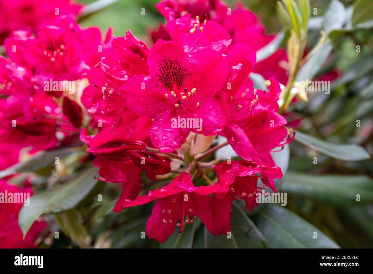Flores de Rhododendron catawbiense también conocidas como Catawba rosebay, Catawba rododendron, rosebay de montaña, hiedra púrpura, laurel púrpura o laurel rojo Foto de stock