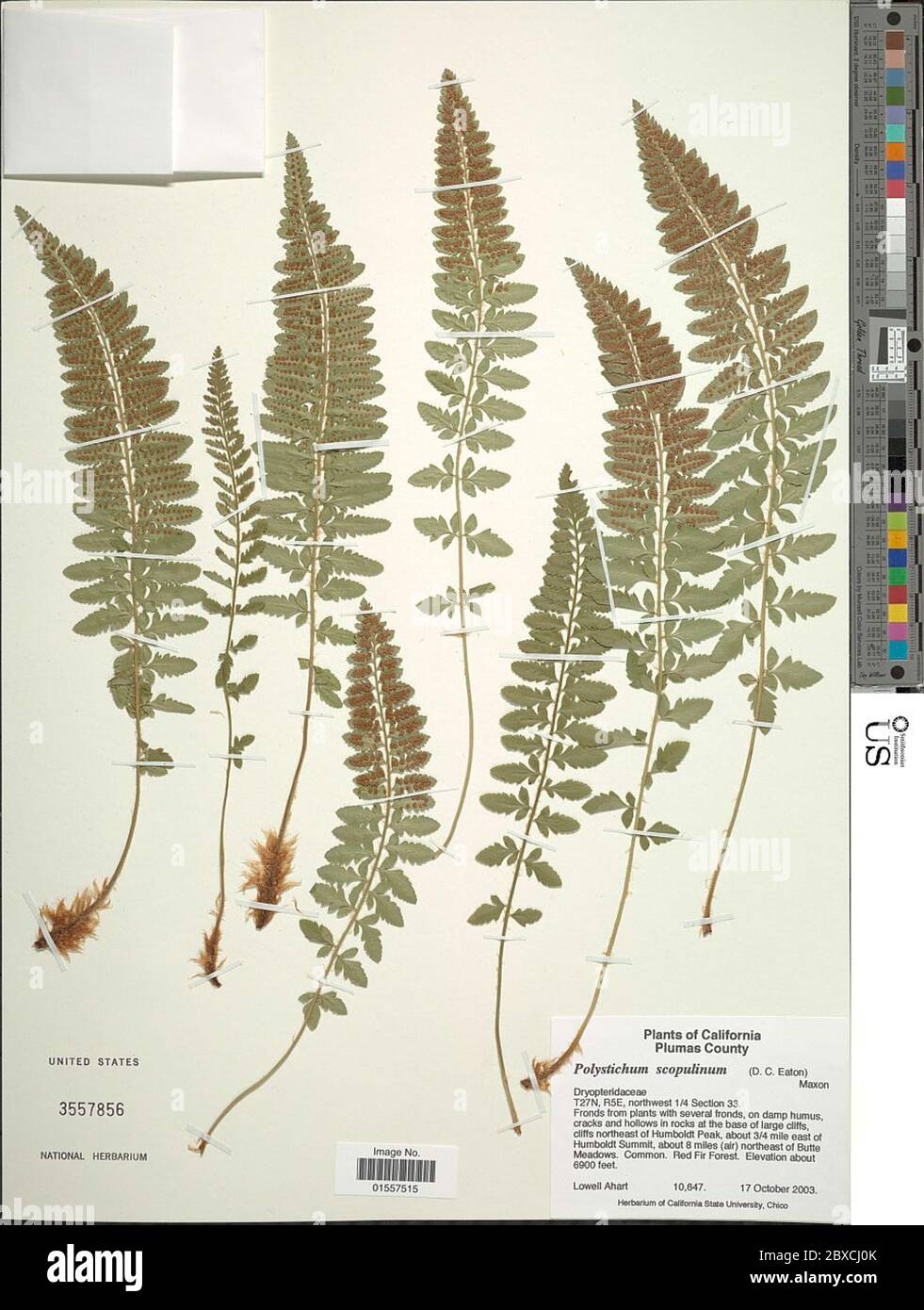 Polystichum scopulinum fotografías e imágenes de alta resolución Alamy