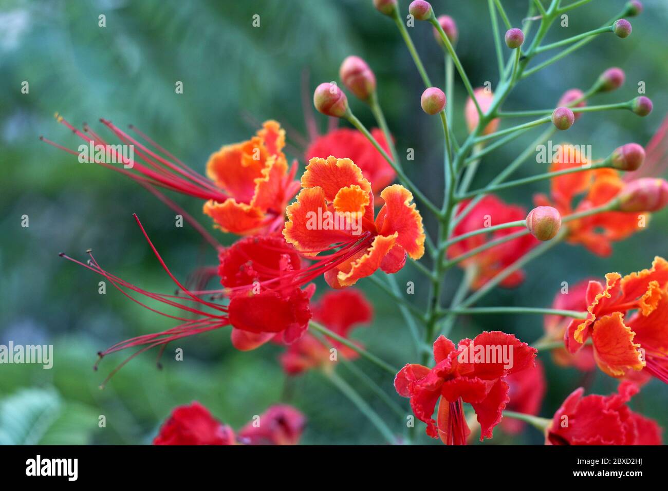 Flor de pájaro rojo del paraíso, flor roja Fotografía de stock - Alamy