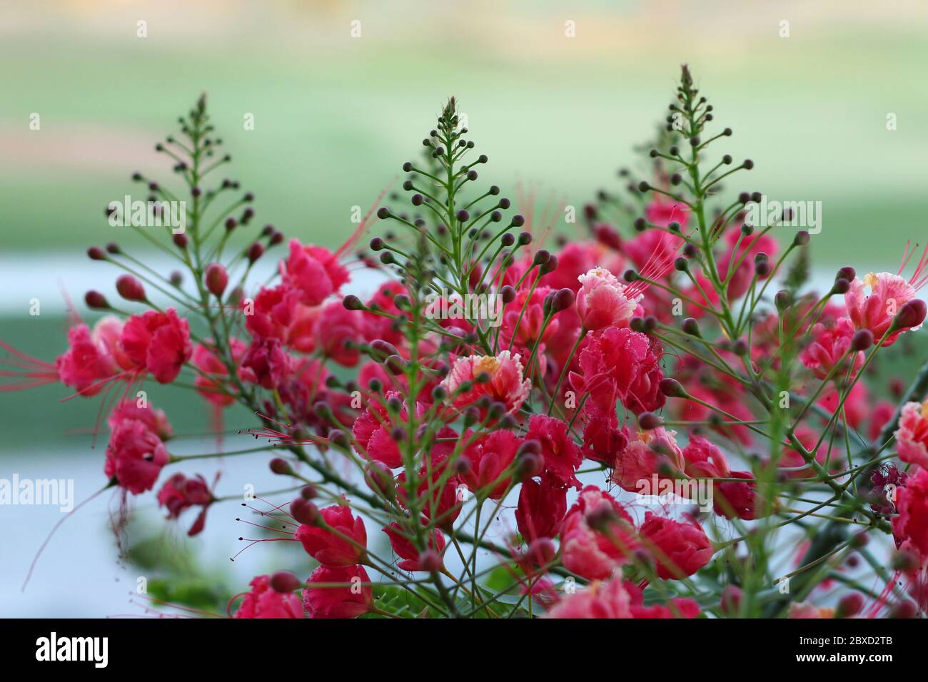 Flores mexicanas ave del paraíso fotografías e imágenes de alta resolución  - Página 2 - Alamy