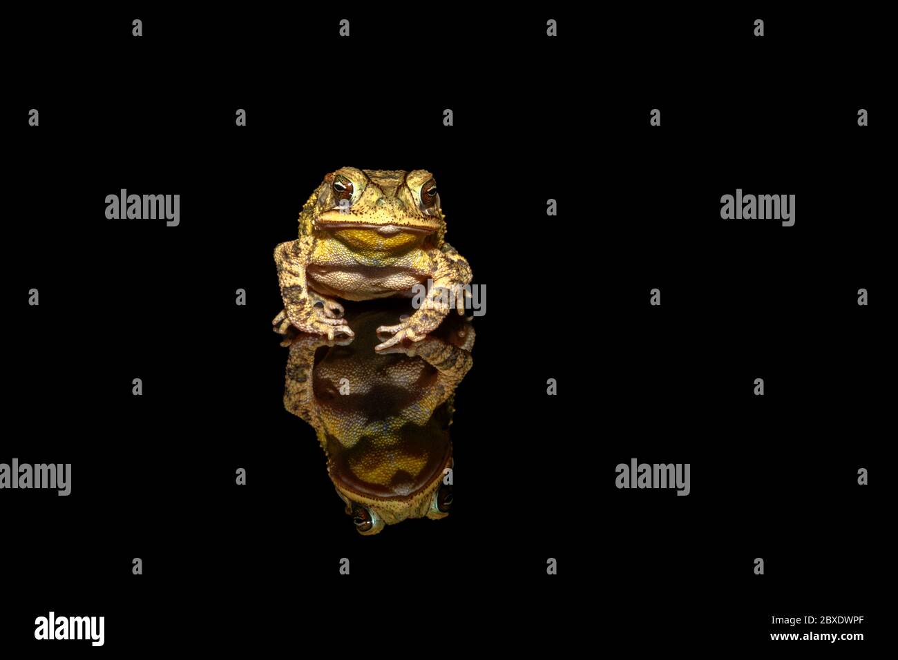 Sapo de la costa del golfo (Incilius valliceps) sobre fondo negro