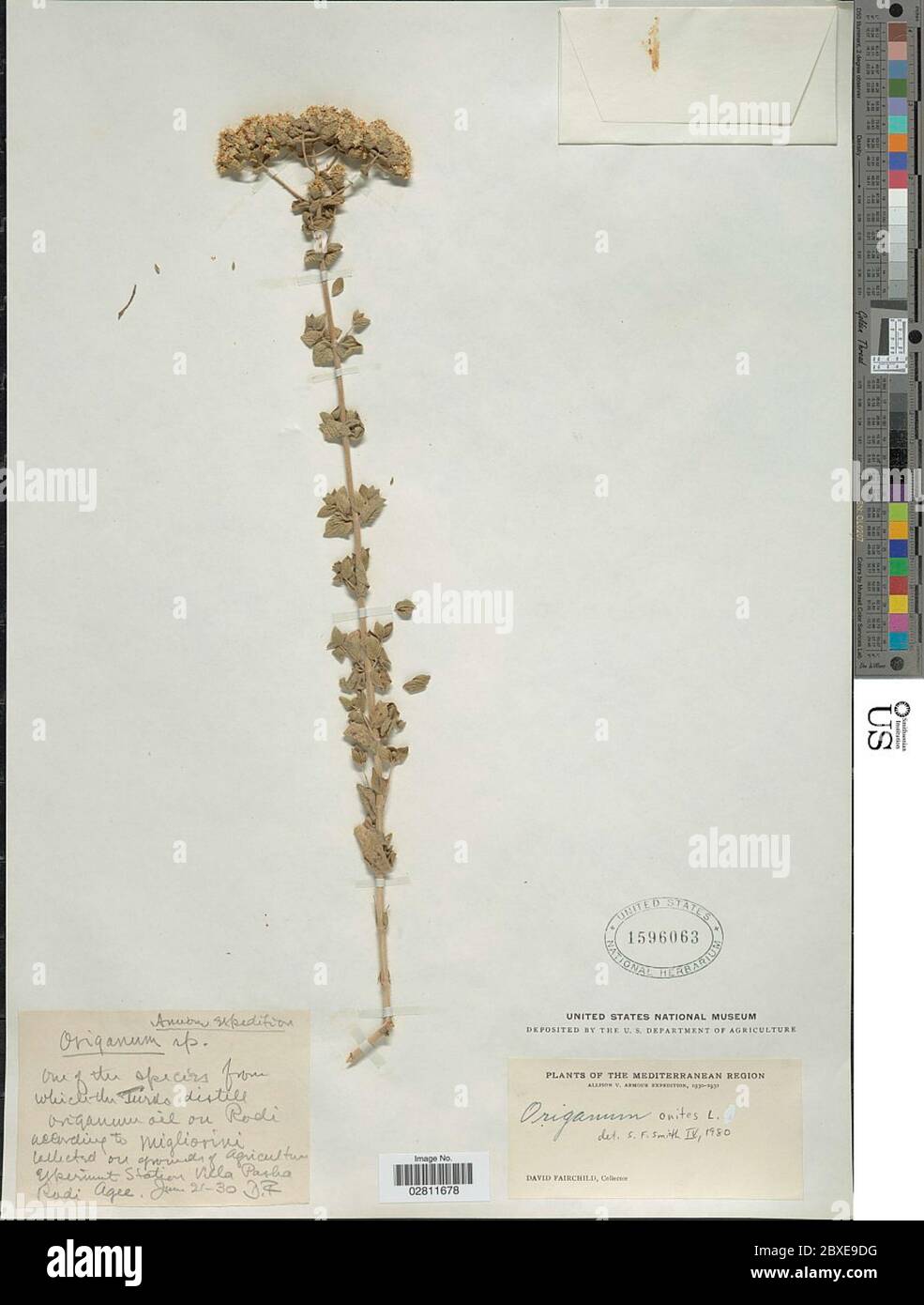 Origanum onites L Origanum onites L. Foto de stock