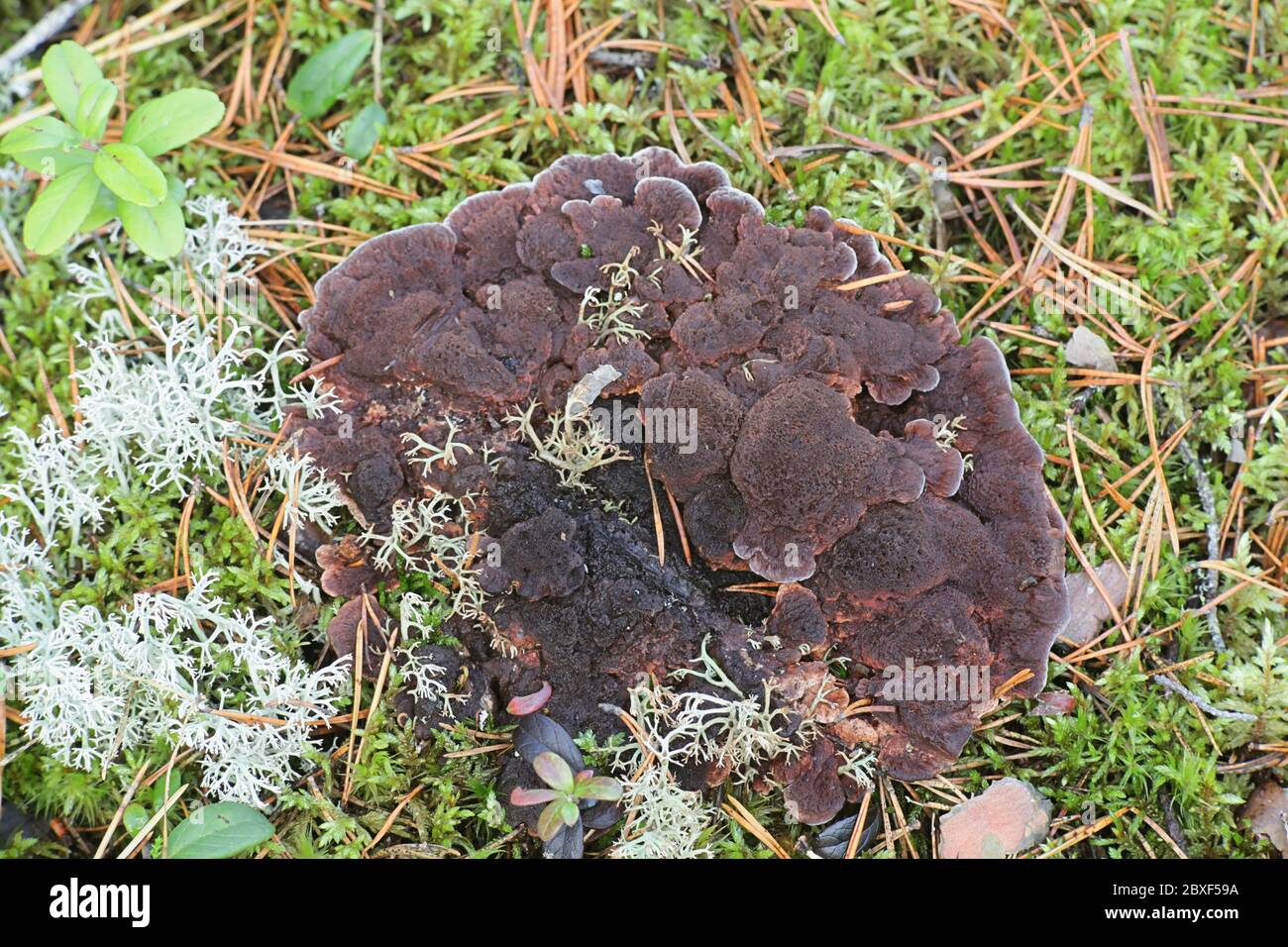 Hydnellum ferrugineum, conocido como el diente de mezaly o el hongo de la columna corky marrón rojizo, hongo silvestre de Finlandia Foto de stock