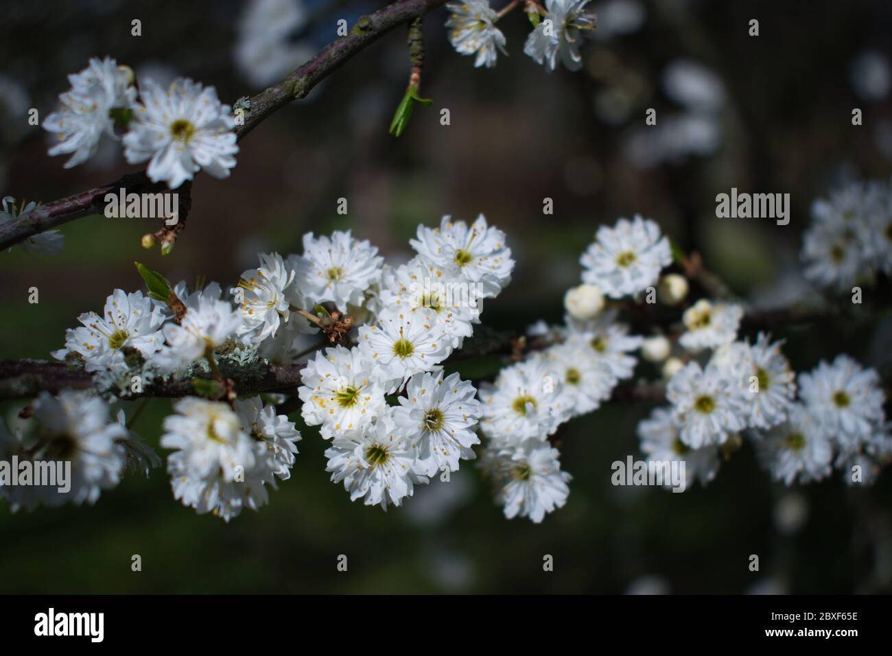 Flor de sloe - Blanco puro y delicado doble flores de espino negro en flor fondo floral. Flores en pequeñas ramas espinosas en el jardín de primavera i Foto de stock