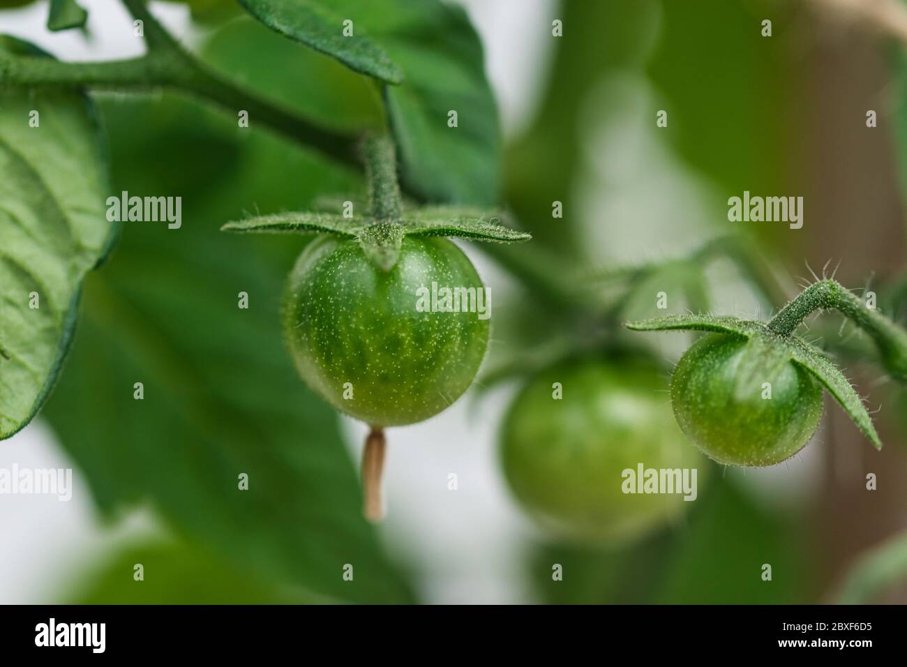 flor de tomate cherry