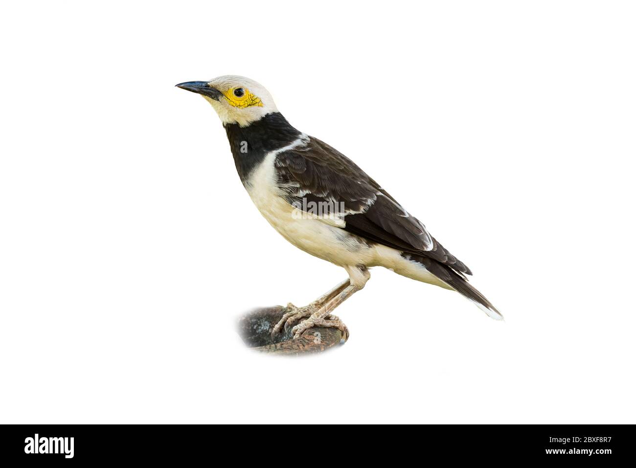 Starling de cuello negro aislado sobre fondo blanco Foto de stock