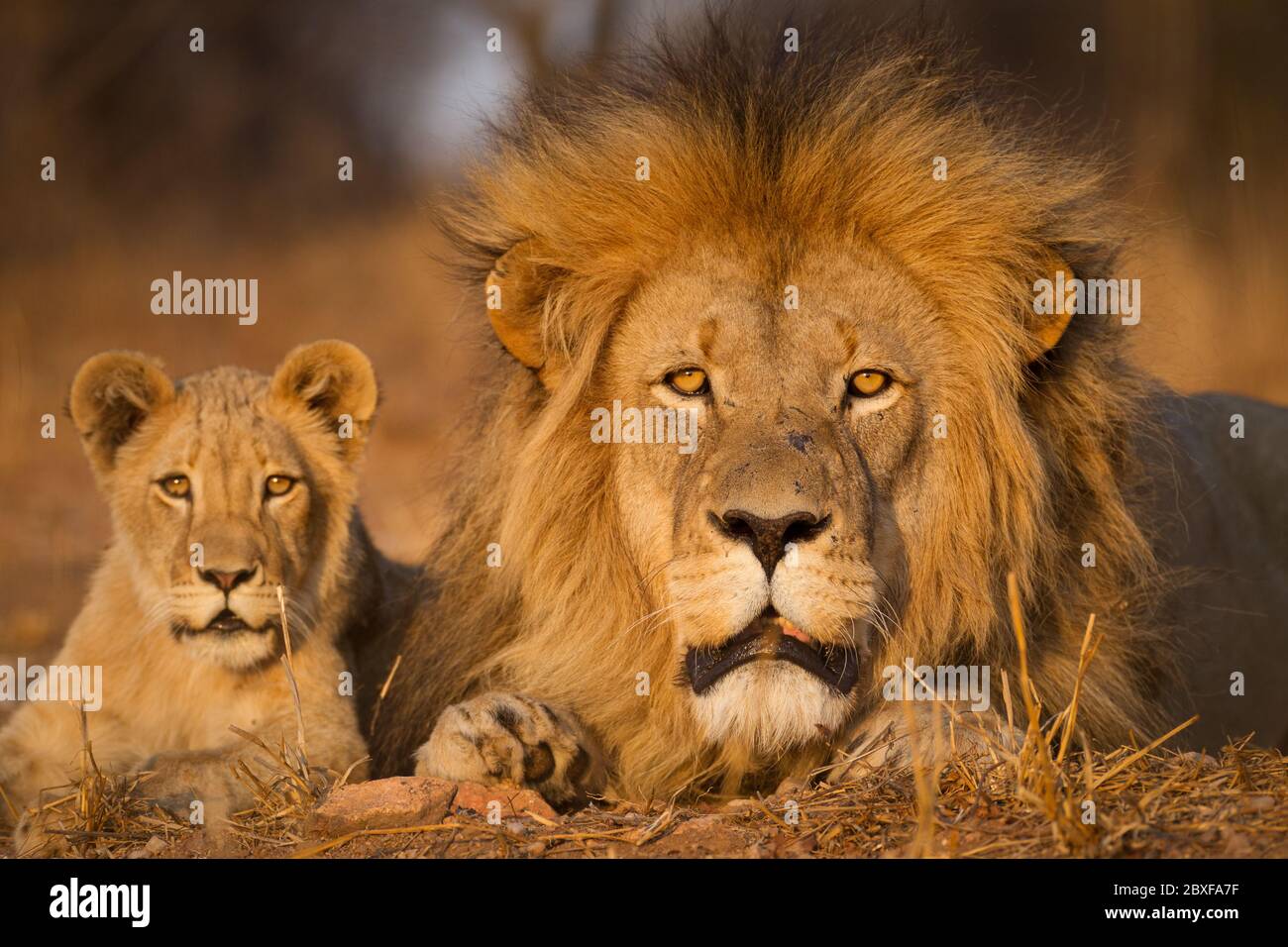 Un león adulto macho que se encuentra cerca de la pequeña cub Kruger Park Sudáfrica Foto de stock