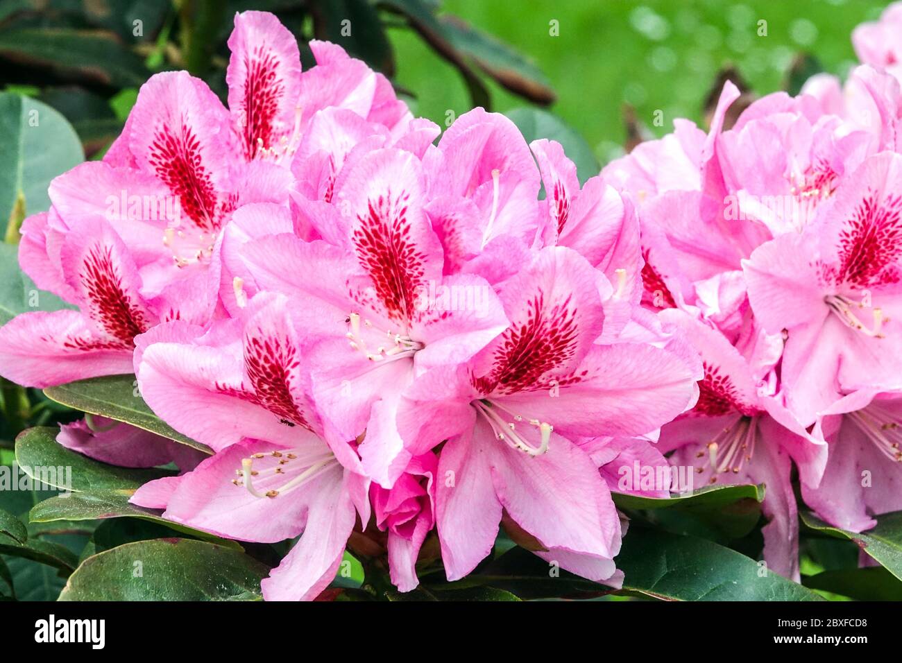 Flores de rododendros de color rosa 'Furnivalls hija' arbustos con flores  Fotografía de stock - Alamy