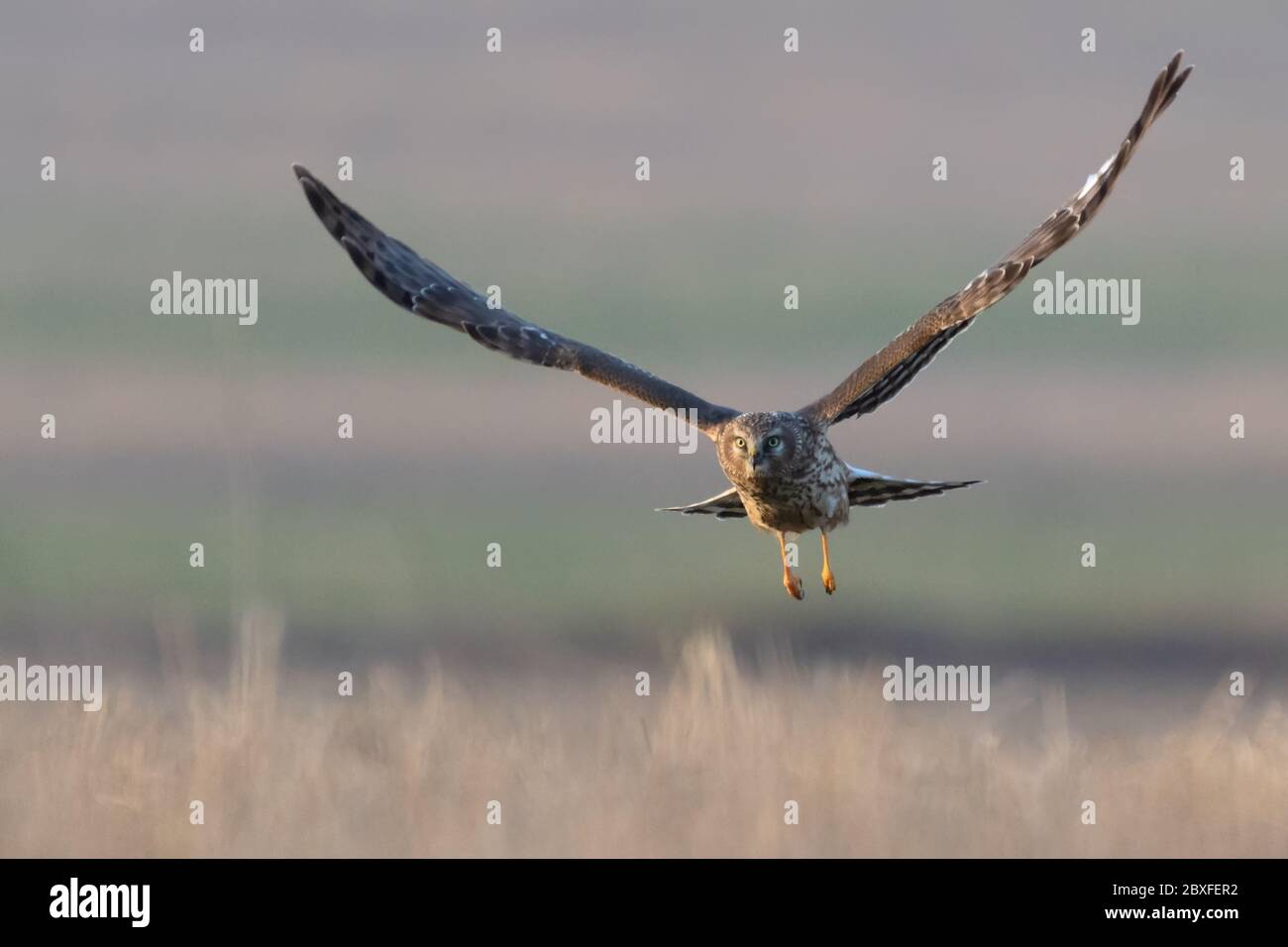 Harrier del Norte (Circo cyaneus). HEN Harrier o Northern Harrier es un halcón de alas largas, de cola larga, de praderas abiertas y marismas. Foto de stock