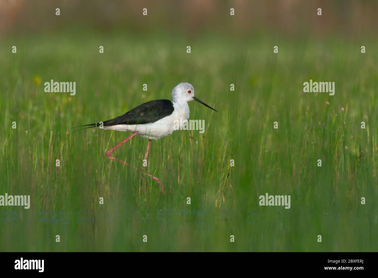 Lindo pájaro. Inclinación de alas negras. Himantopus himantopus. Foto de stock