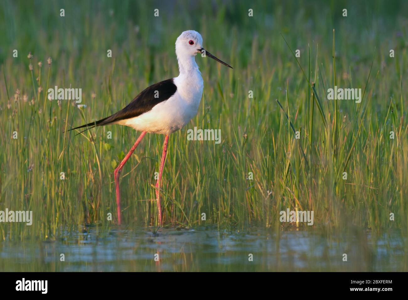 Lindo pájaro. Inclinación de alas negras. Himantopus himantopus. Foto de stock