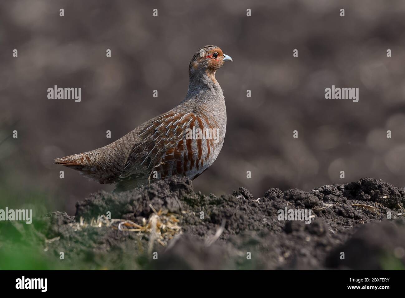 Perdiz de aves silvestres. Perdix perdix gris pertridge Foto de stock