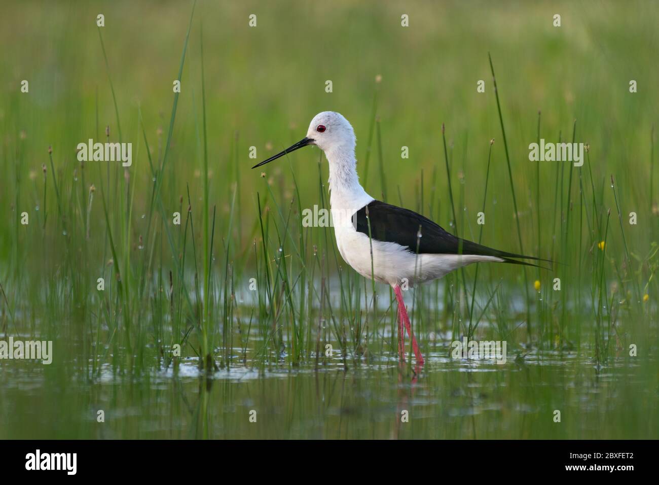 Lindo pájaro. Inclinación de alas negras. Himantopus himantopus. Foto de stock