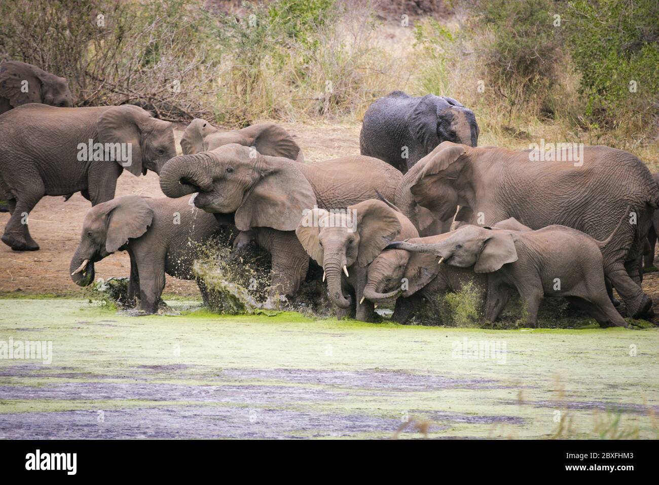 Una familia de elefantes adultos y jóvenes que se divierten bebiendo y salpicando agua verde en una de las represas del Parque Kruger Sudáfrica Foto de stock