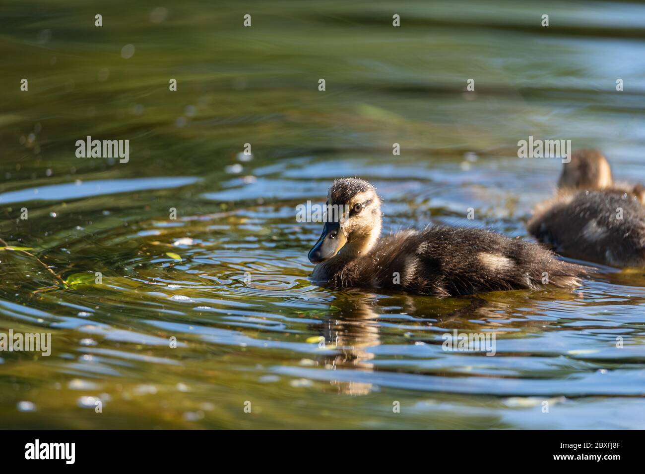 Un pato pato de pato de pato de pato de mallardo, anas platyrhynchos, closeup y en perfil, con un fondo bokeh en un estanque en el Reino Unido Foto de stock