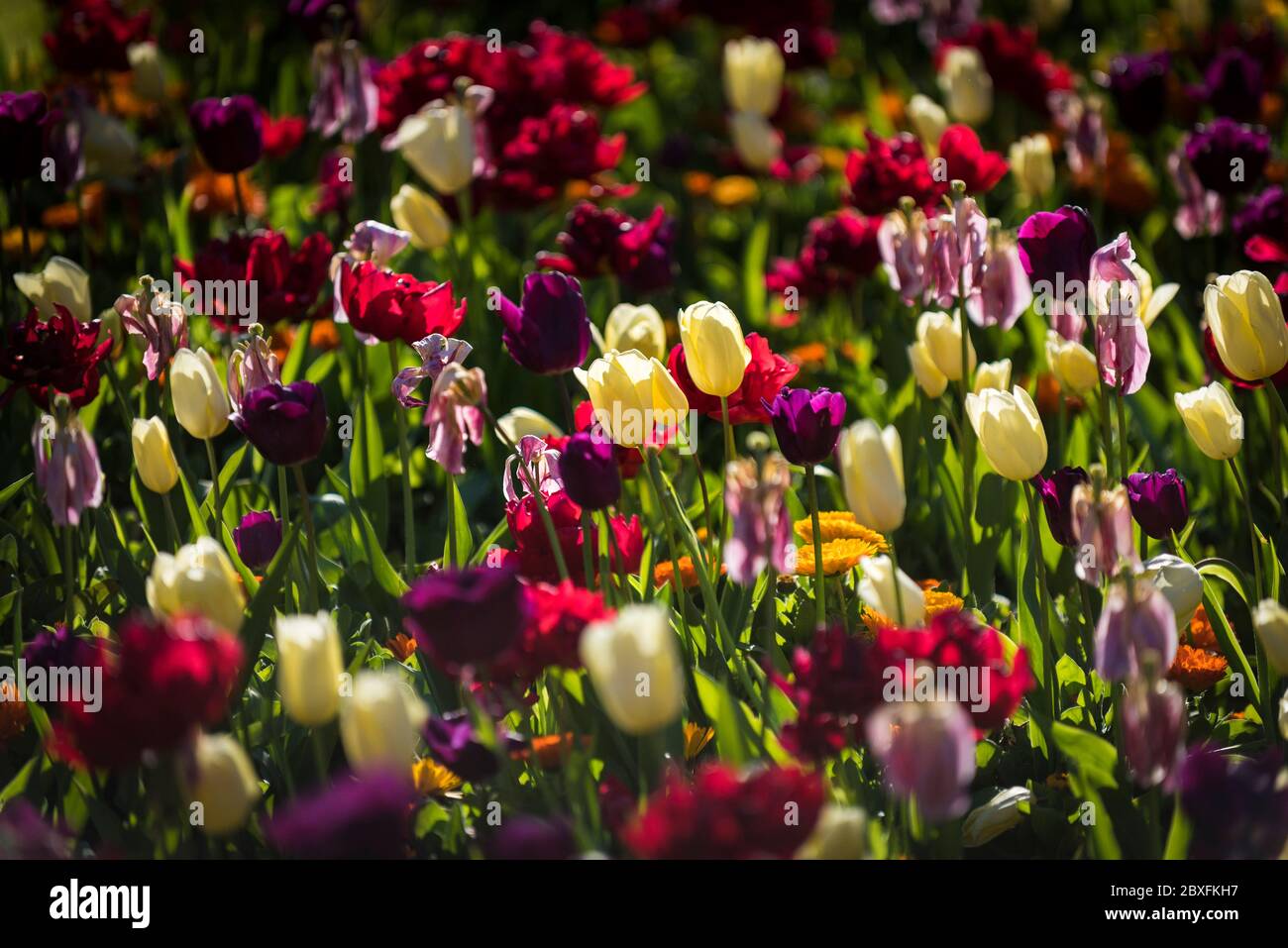 Una cama de flores plantada con tulipanes coloridos. Tulipa. Foto de stock