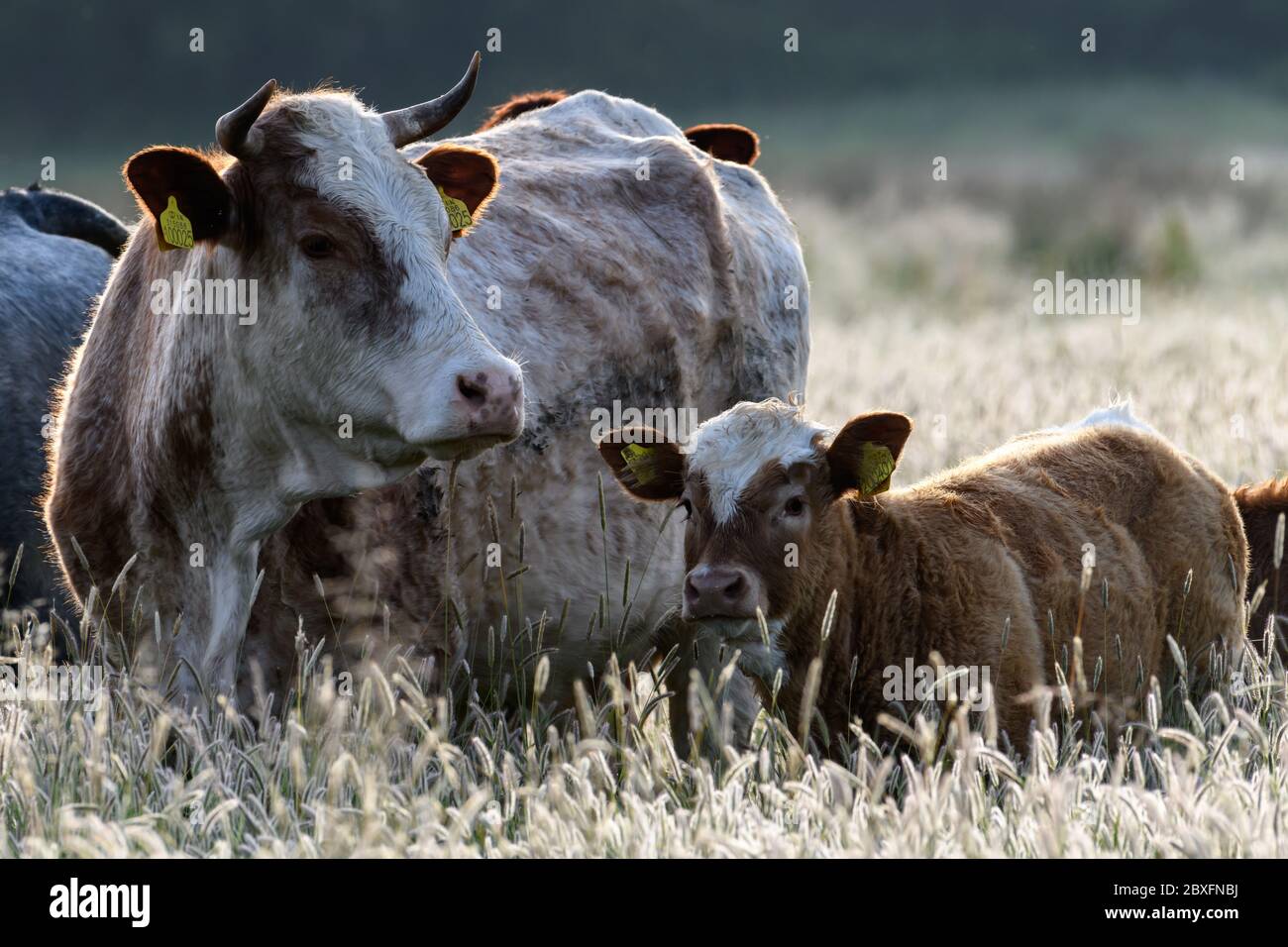 Vacas con terneros en un campo de hierba larga Foto de stock