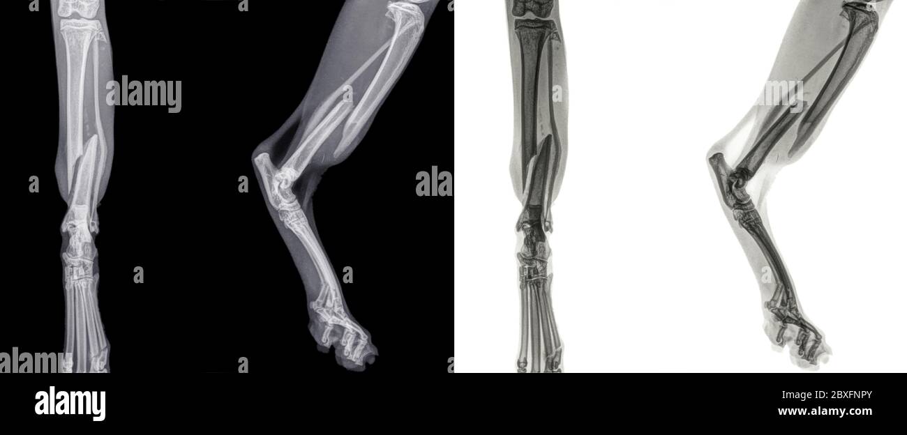 Vista frontal y lateral digital Radiografía de la pata trasera de un gato  con una fractura de la espinilla (tibia). Aislado en blanco y negro  Fotografía de stock - Alamy