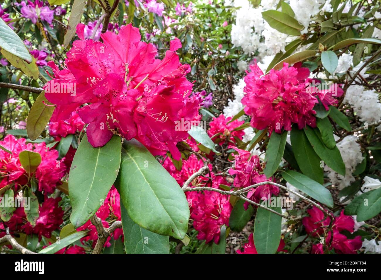 Arbustos con flores, rododendros rojos Foto de stock