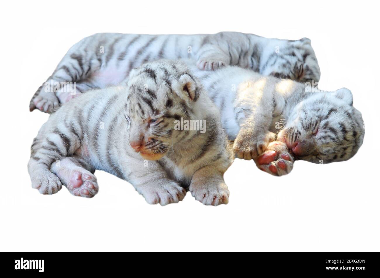 Tres Bebes Blanco Tigre De Bengala Aislado Sobre Fondo Blanco Fotografia De Stock Alamy
