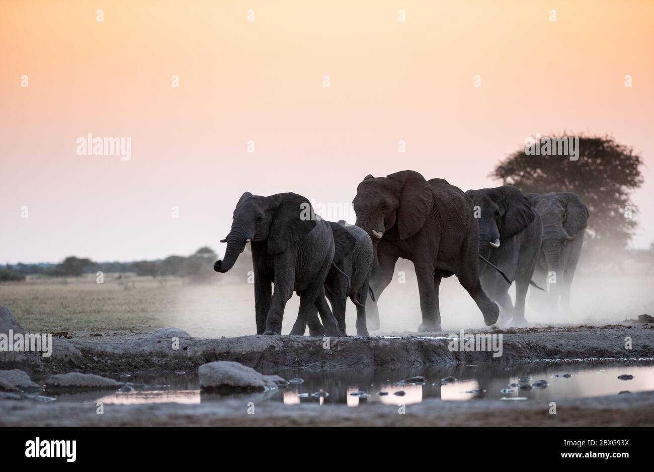 Rebaño de elefantes por un pozo de agua, Nxai Pan, Botswana Foto de stock