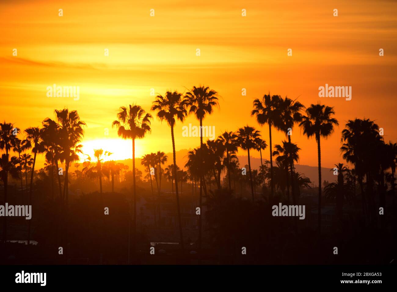 Silueta de palmeras al atardecer, Condado de Orange, California, Estados Unidos Foto de stock
