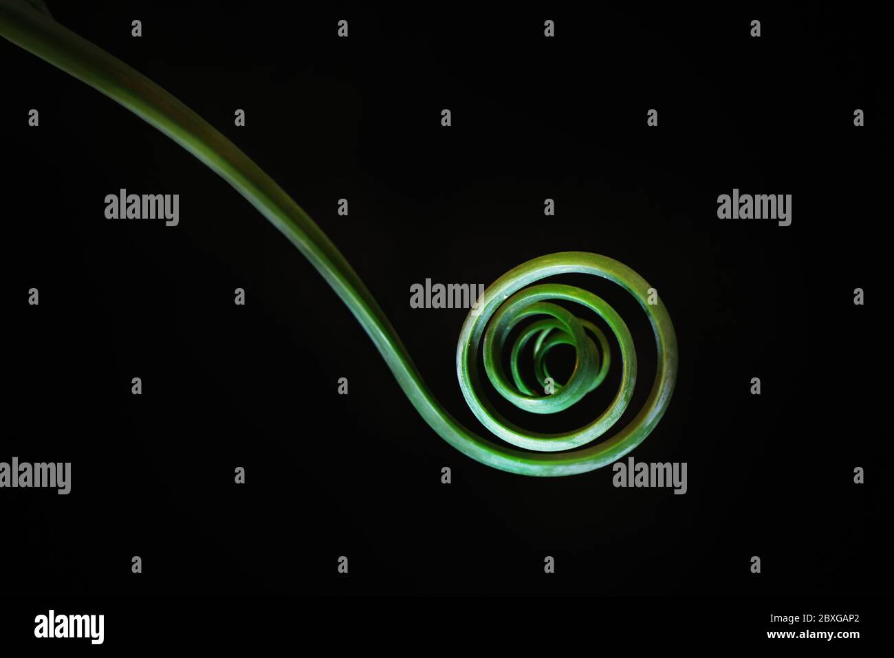 Primer plano de una hoja de helecho espiral Verde, EE.UU Foto de stock