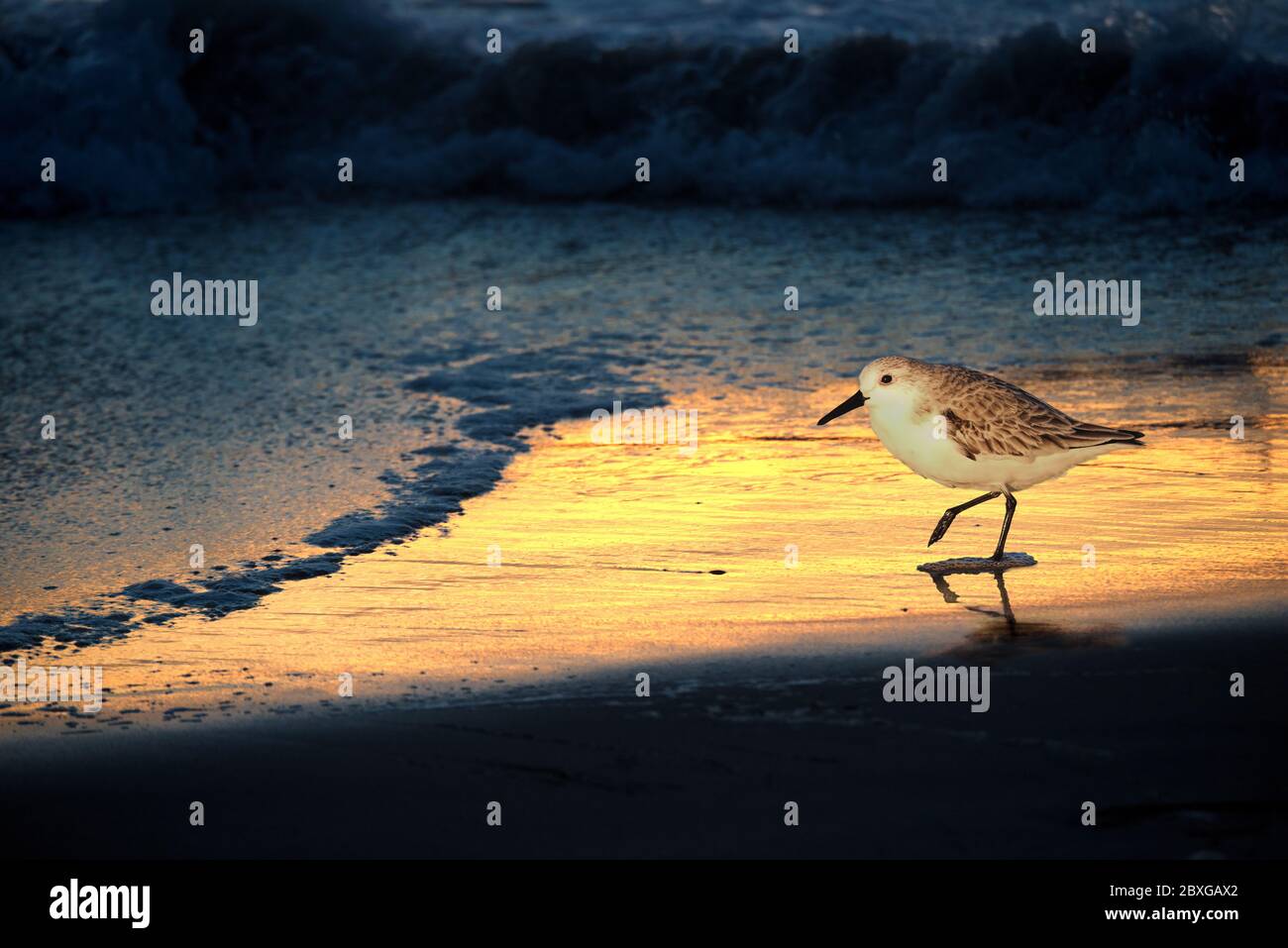 Wader parado en la orilla del agua en la playa al atardecer, Estados Unidos Foto de stock