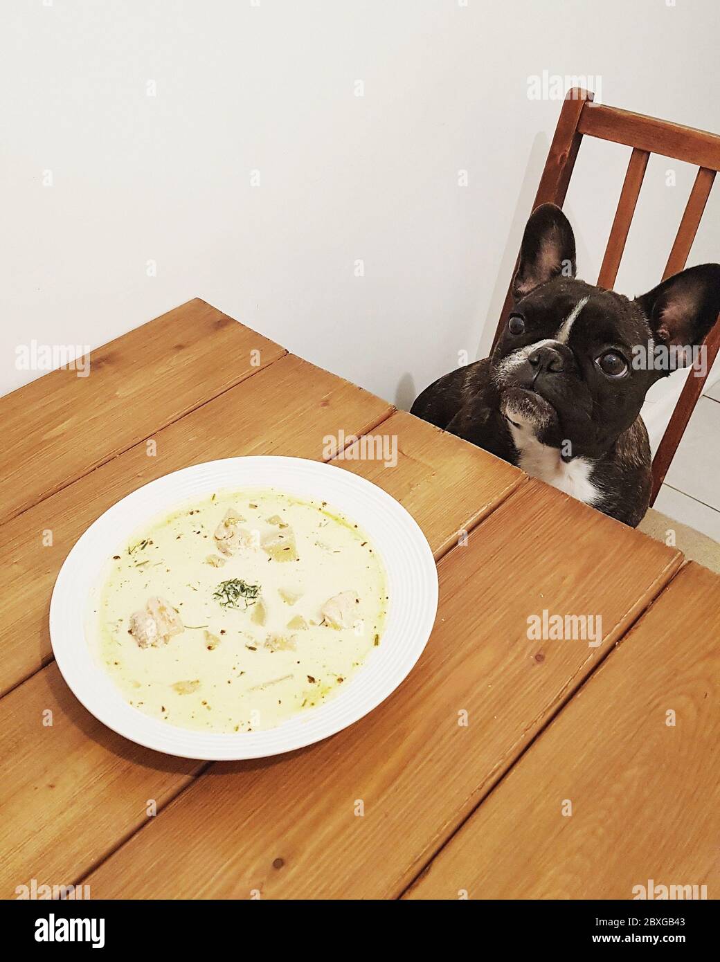 Bulldog francés sentado en la mesa del comedor frente a un plato de comida Foto de stock