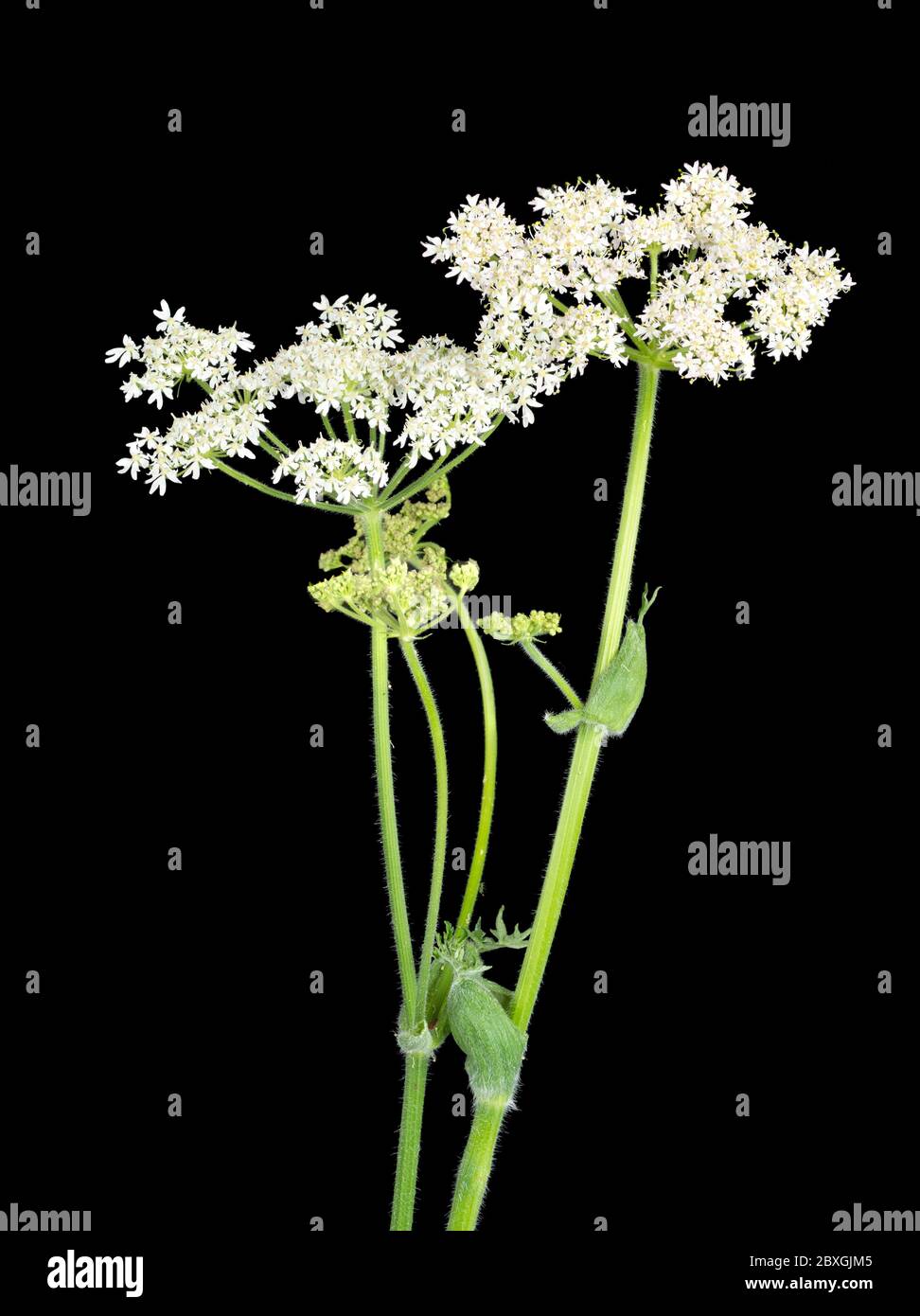 Cabeza de flor de la forma blanca de la flor silvestre bienal del Reino Unido, Heracleum espondilio, sobre un fondo negro Foto de stock
