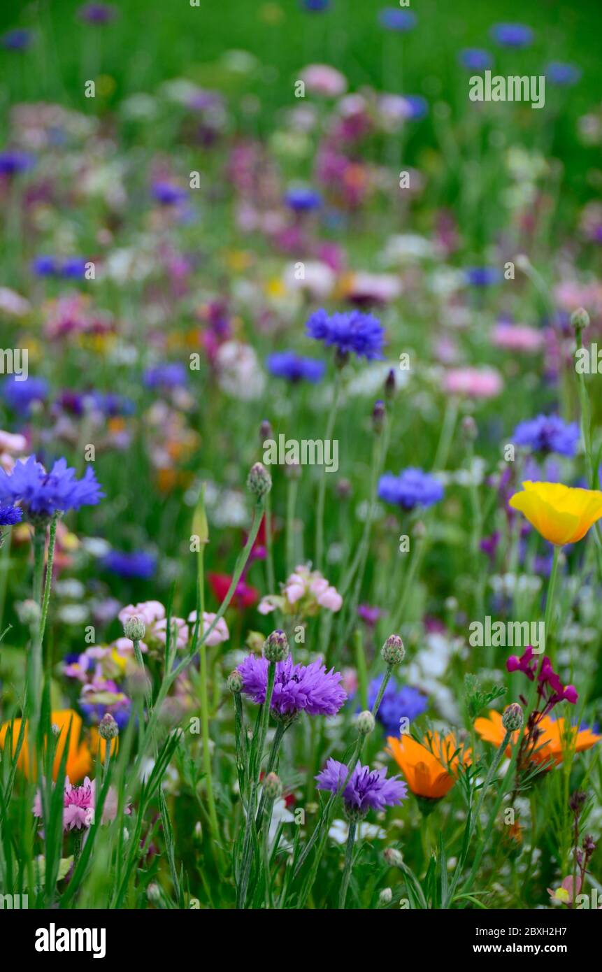 Campo con flores de verano de colores Fotografía de stock - Alamy