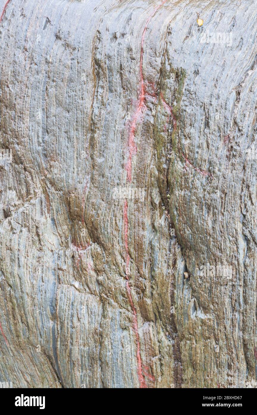 Una sola capa delgada de un mineral rojo se muestra en los estratos de una roca gris húmeda multicapa en la costa sur de Devon. Foto de stock
