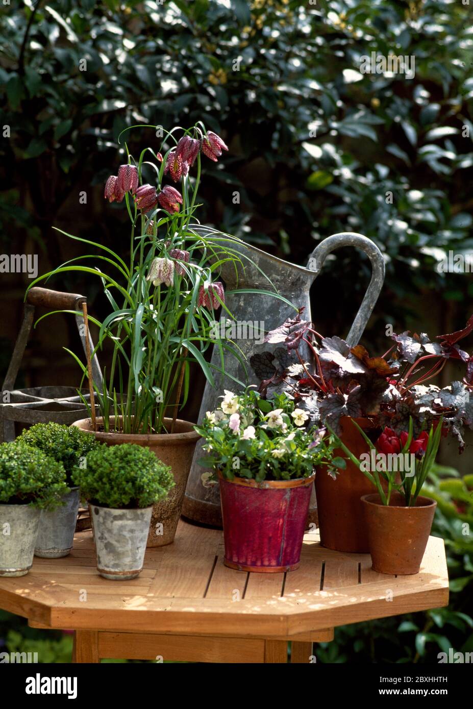 Plantas variadas en una pequeña mesa de teca Foto de stock