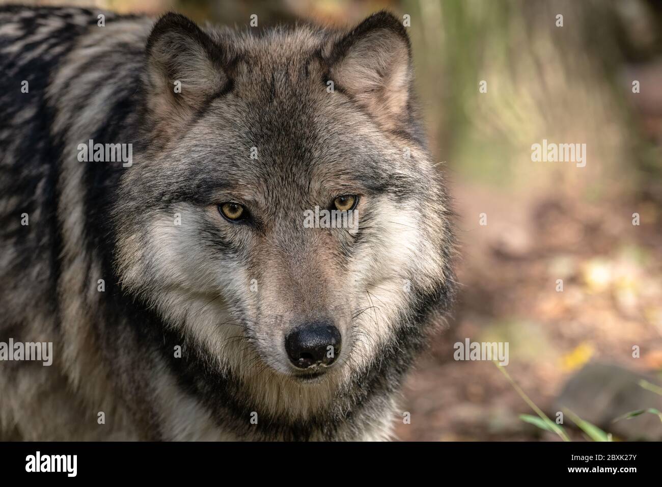 Primer plano retrato de un lobo de madera (lobo gris o lobo gris). Foto de stock