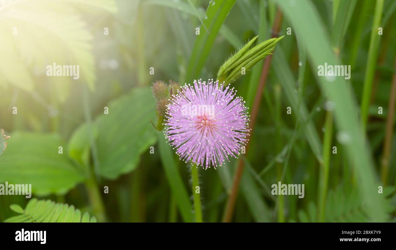 Mimosa pudica flores, de un hermoso color rosa, crecen en la primavera  Fotografía de stock - Alamy