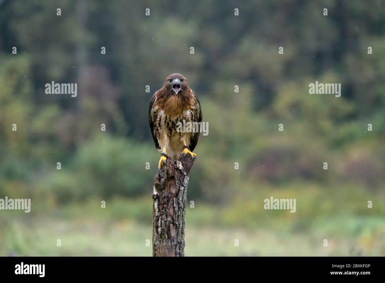 Halcón de cola roja sentado en un árbol en medio de un campo. Hawk está mirando directamente a la cámara con la boca abierta. Foto de stock