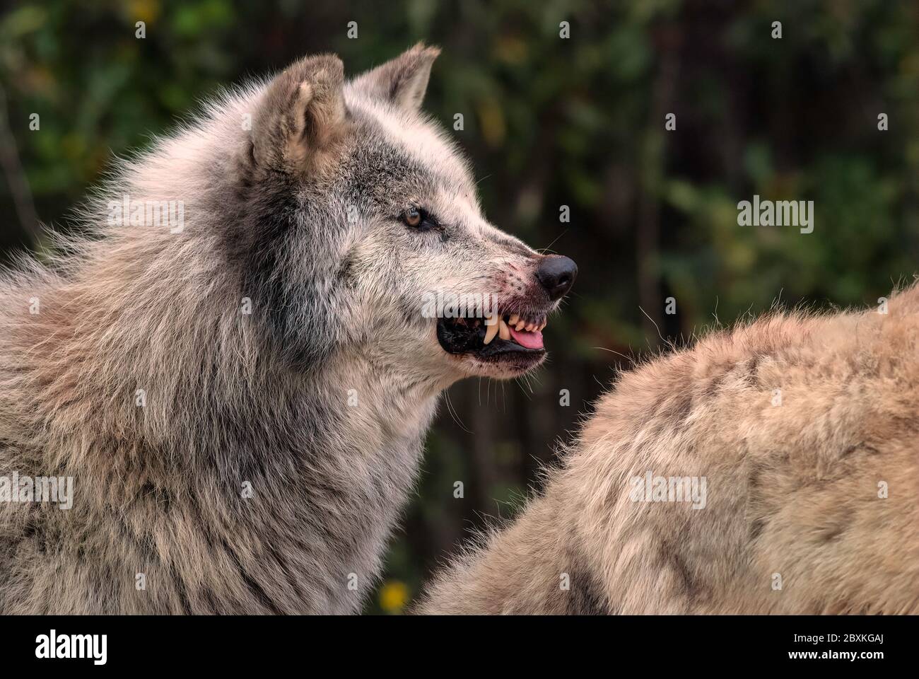 El lobo gris ronco con sangre en su hocico advierte a otros miembros del  pack que esperen hasta que haya terminado de comer para moverse en un  ciervo caído Fotografía de stock -